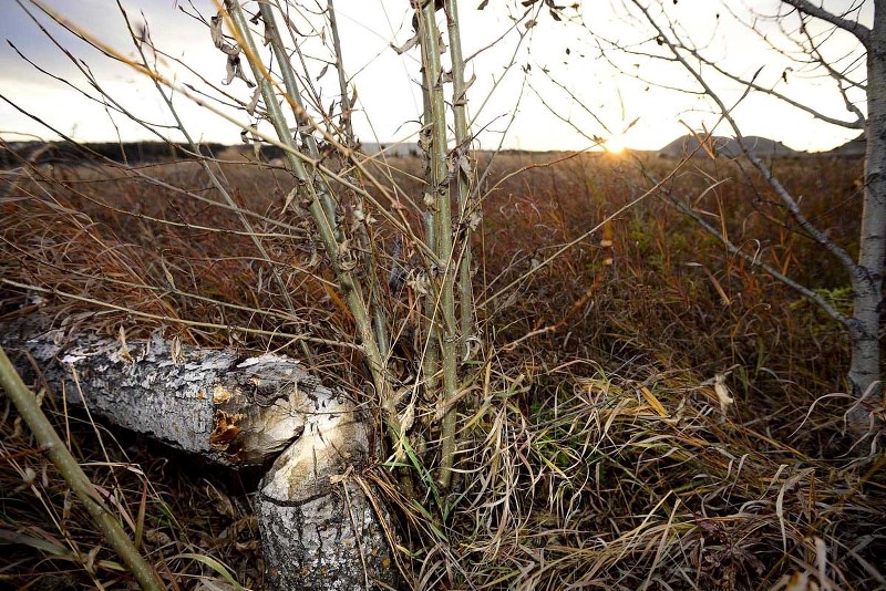 Damage to trees along the Bow River caused by beavers has resulted in a number of older trees to fall and has caused concern from the town over the last few years.