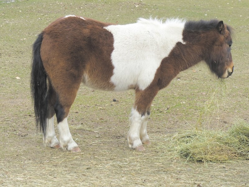 Kathleen&#8217;s horse Milo is growing its thicker winter coat to stay warm.