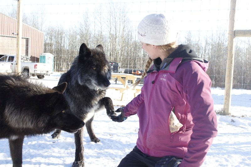 Zeus, the alpha male and Georgina De Caigny of Yamnuska Wolfdog Sanctuary.