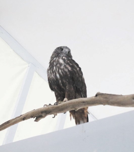 Griffin, a red-tailed hawk, is a resident bird who visits area schools as part of AIWC&#8217;s educational programming.