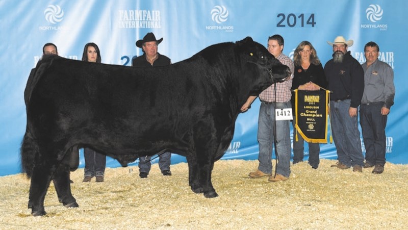 Grand Champion Limousin bull, Derby.