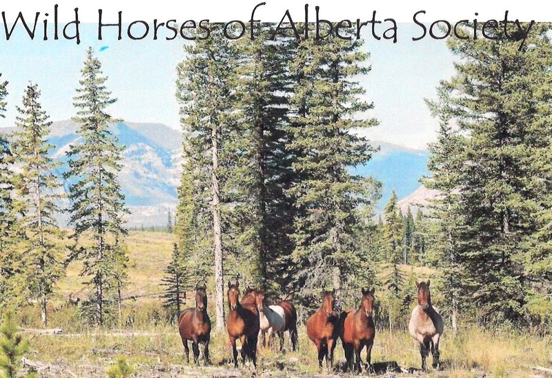 Wild Horses of Alberta Society.