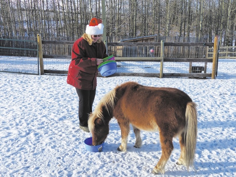 Kathleen giving Christmas treats to Kipper.