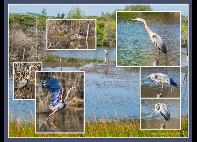 Collage-GreatBlueHeron-2018-07-27-v5-e11-12hex9h-frm
