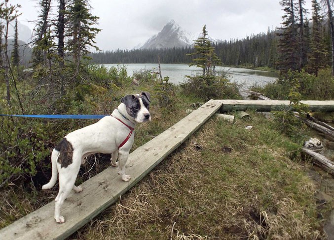 Hiking with Hounds 3