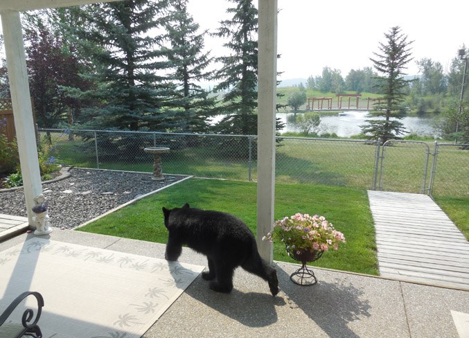 Bear 1 WEB