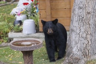 BearOne