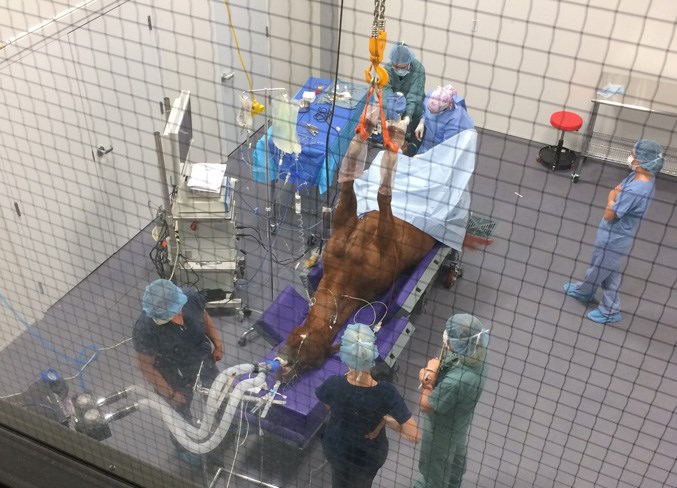 Horse SurgeryWEB