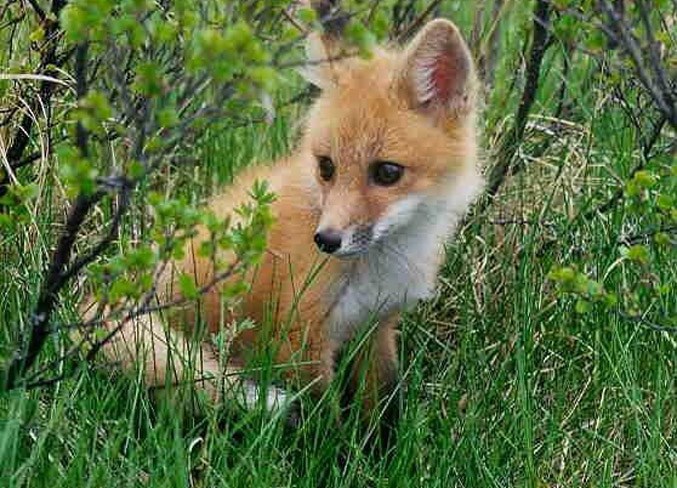 RedFox