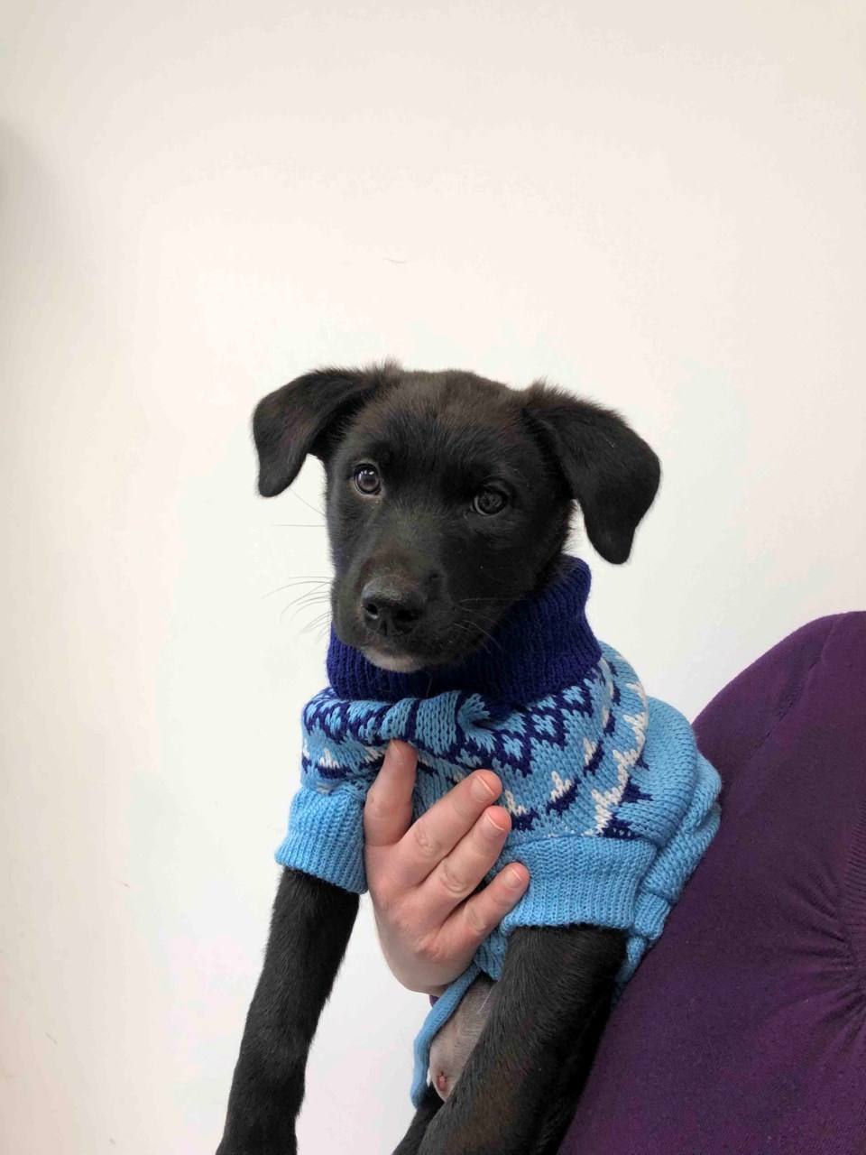 Dog wearing sweater