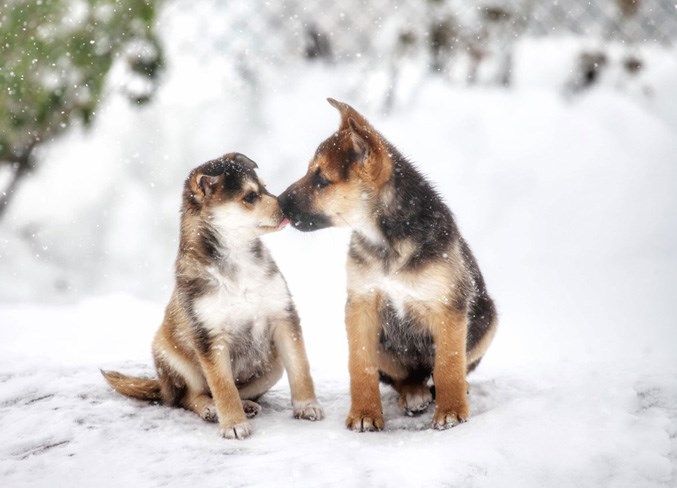 Puppy-Love-photo-by-Christine-A.-Newman-