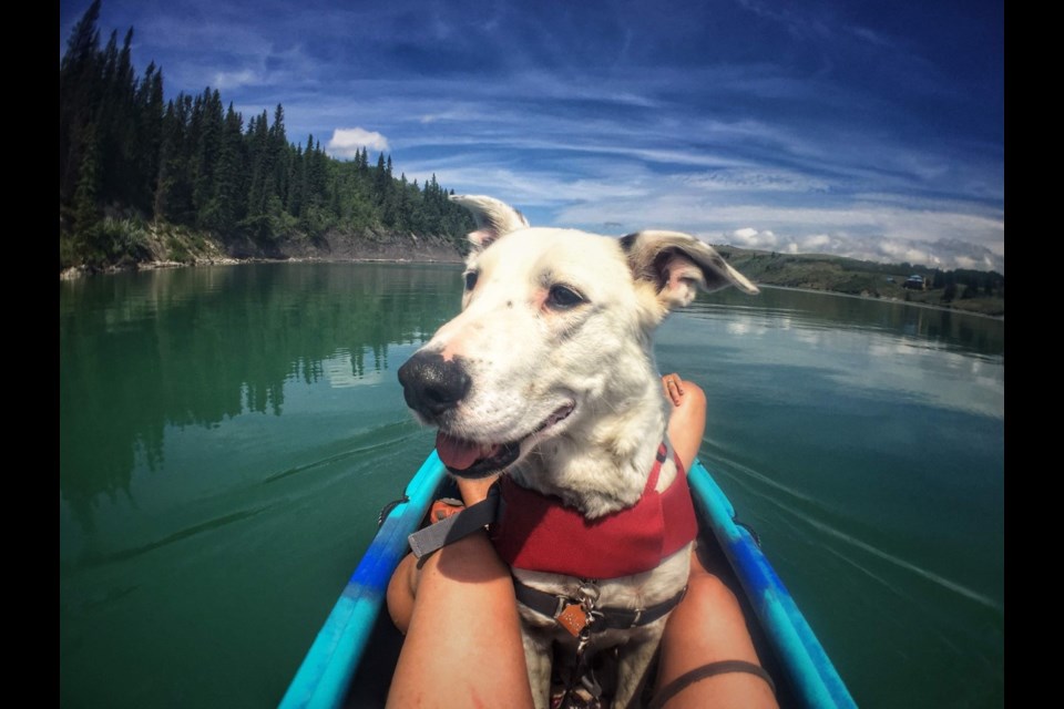 Need a hiking partner? Why not try one with four legs! Christine Newman's Hiking and Paddling with Adoptable Dogs is a collection of photographs featuring dogs from the Cochrane and Area Humane Society. 