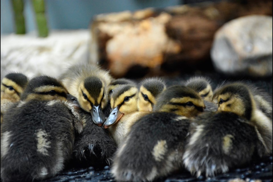 Ducklings at the AIWC. 