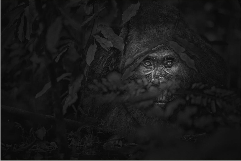 "The Watchman" 
