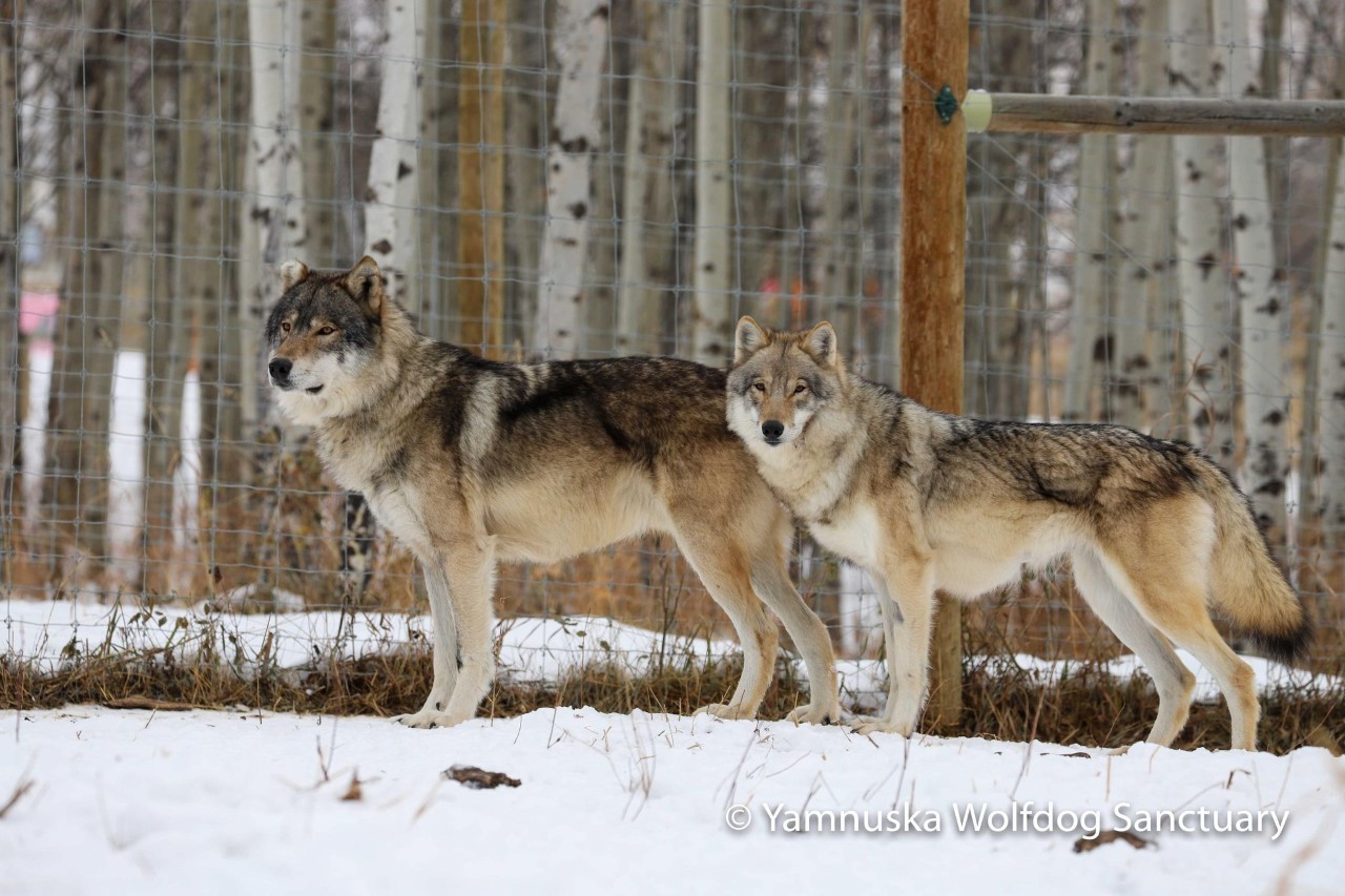 are wolfdogs safe