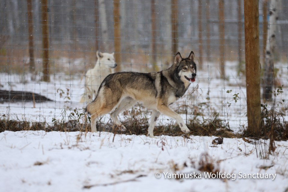 A curious wolfdog explores the perimeter of its new enclosure. Photo submitted