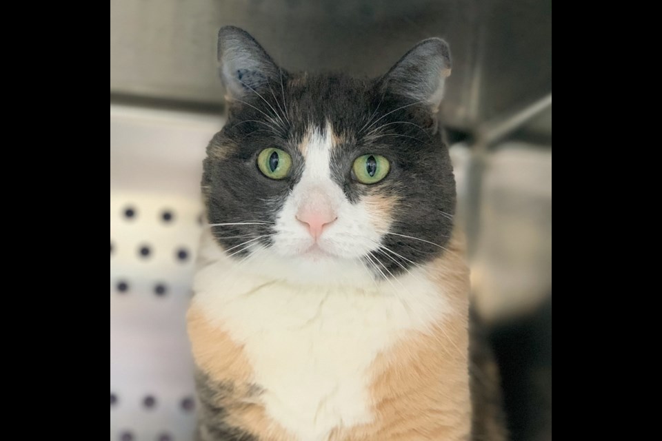 Barn cat Beatrix is up for adoption at the Cochrane & Area Humane Society. Submitted Photo