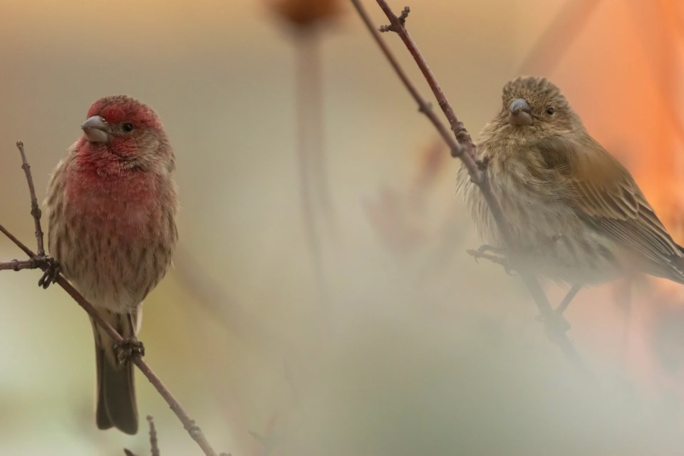 The photograph that won Sammy Parra the 15 and under category at the Wings over the Rockies photo contest on May 10. 