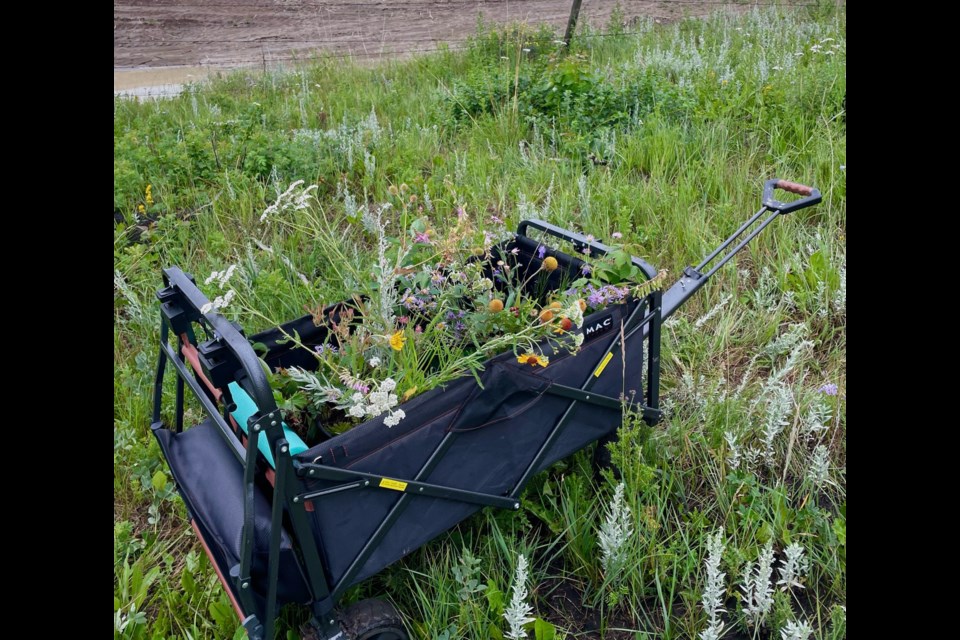 Rescued native plants from the Alberta Native Plant Rescue Foundation's organized rescue on July 19. 