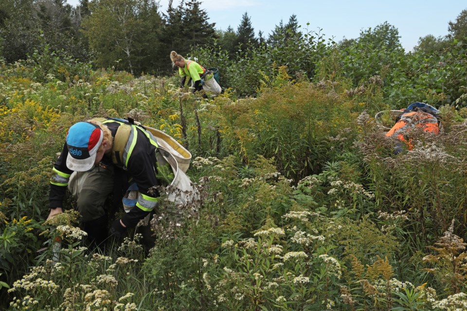 Tree planters working for Replant. The reforestation company works on behalf of Sticks to Branches to plant trees. 