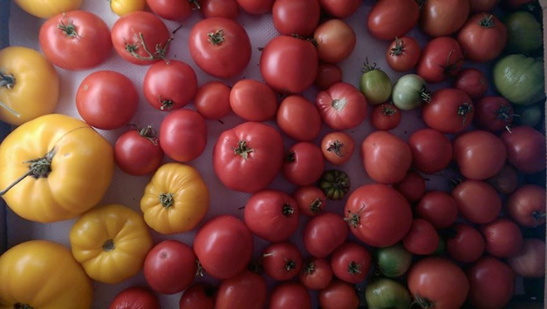 tomatoes