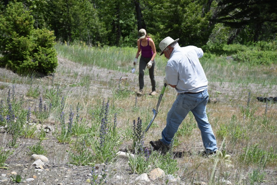 Nature Conservancy Canada is trying to eradicate invasive plant species in Alberta. 