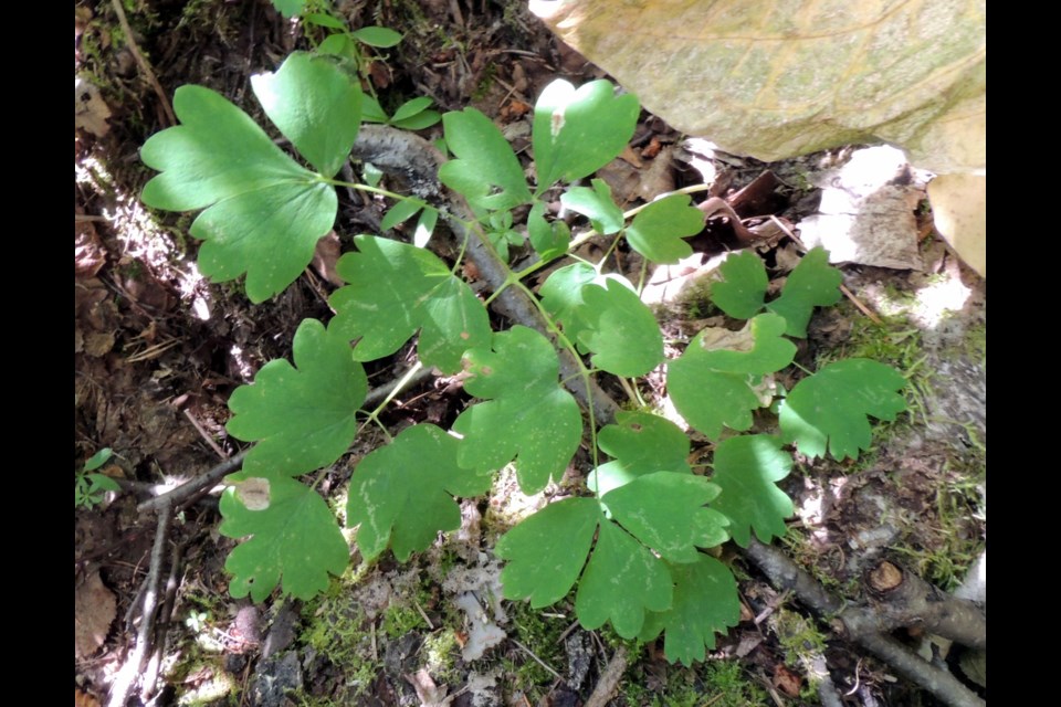 Western Meadow Rue