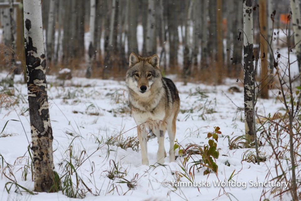A wolfdog curiously eyes the camera at the Yamnuska Wolfdog Sanctuary. Photo submitted.