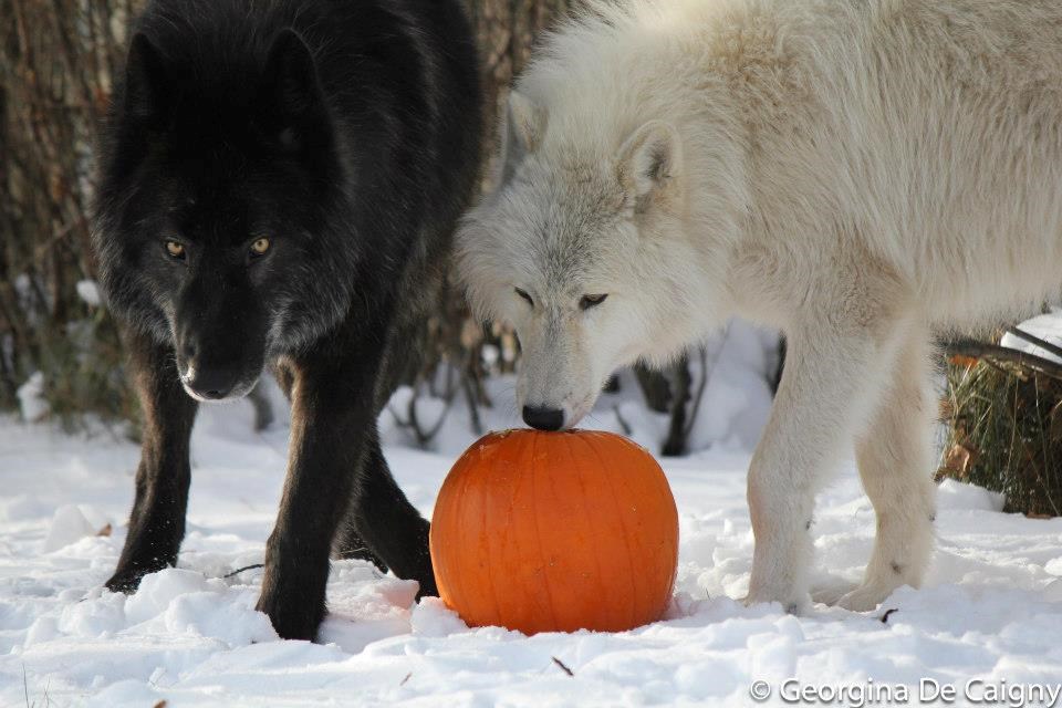 High-content wolfdogs Zeus, left, and Nova investigate a pumpkin at the Yamnuska Wolfdog Sanctuary.