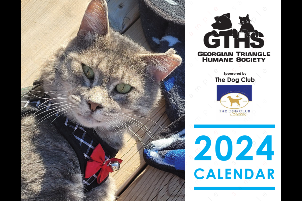 Cat news on sale