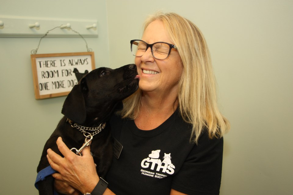 Pamela Odam, canine outreach coordinator for GTHS, gets a kiss from Maddox, a puppy from northern Manitoba who came to Collingwood where he found a home quickly. Erika Engel/CollingwoodToday