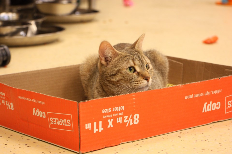 Brea decided to claim a cardboard box in the cat room for the open house at Georgian Triangle Humane Society. Erika Engel/CollingwoodToday