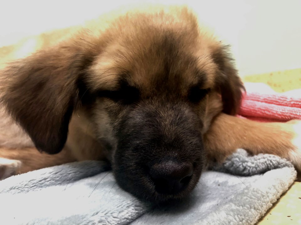 2018-12-19-PuppiesatGTHS-EE-1