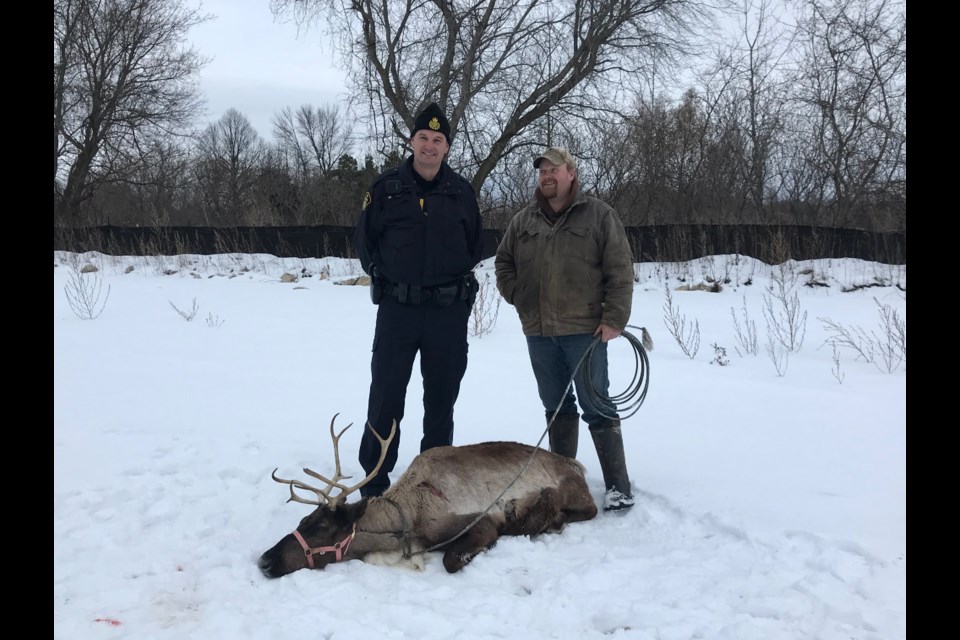 The runaway reindeer was tranquilized and captured in the area of Admiral elementary school.