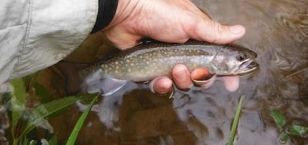 2019-04-11 BrookTrout