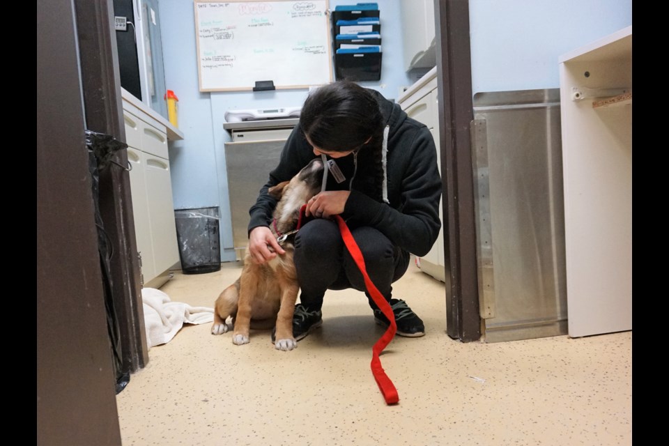 Georgian Triangle Humane Society held its holiday open house on Dec. 8 at the location on Tenth Line.