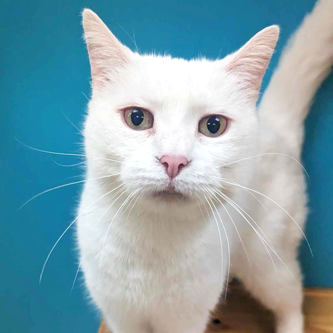 Adopt Me: Bonita definitely lives up to her name (adopted) - Collingwood  News