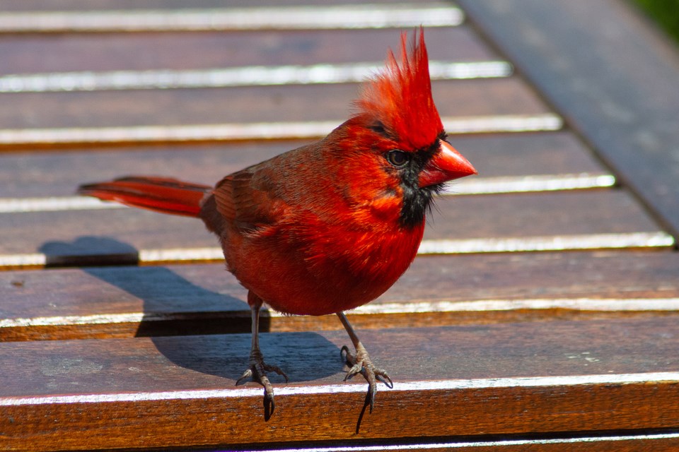 This week for Backyard Birding, local photographer and birdwatcher Jon Vopni shares some images of the fan-favourite, bright red cardinal. Photo contributed by Jon Vopni