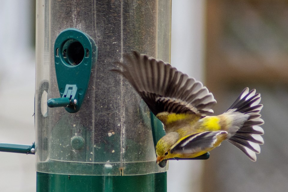Birdwatcher Jon Vopni captures the antics of goldfinches at his backyard feeder.