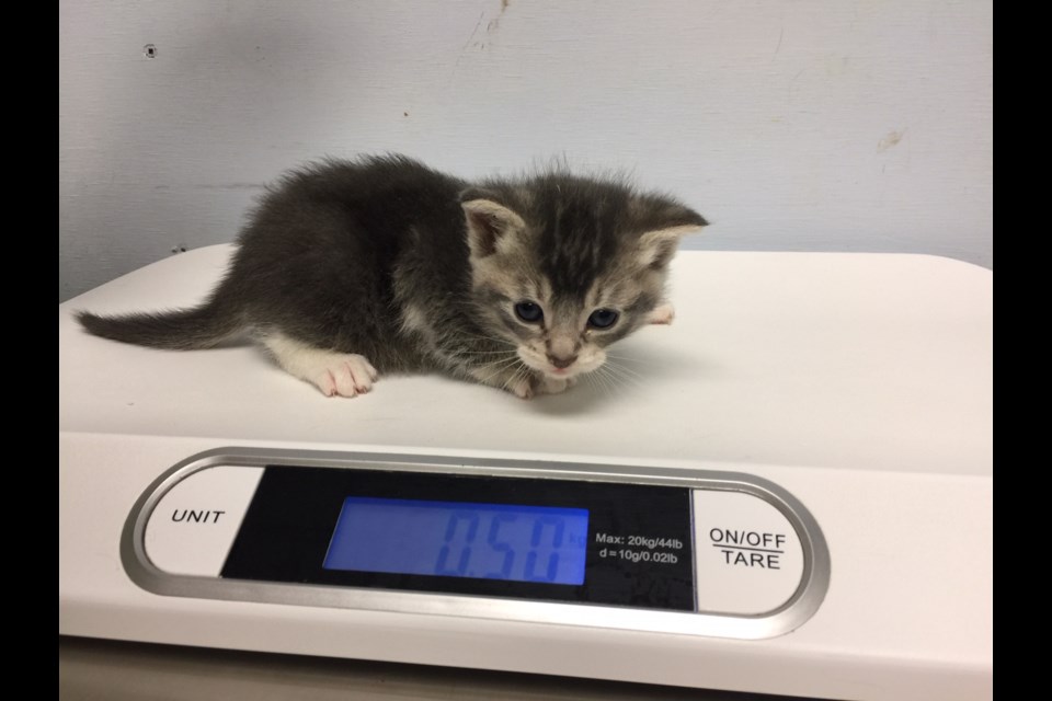 One of four kittens recently brought to the GTHS for care and shelter. Contributed photo