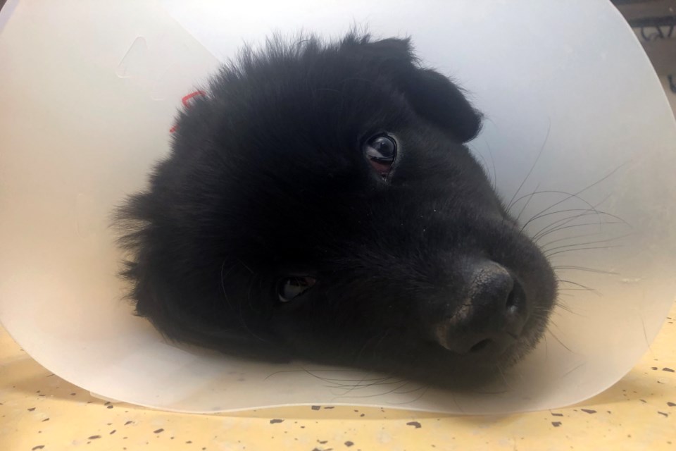 Rusty is one of six puppies currently ready to be adopted from the Georgian Triangle Humane Society. 