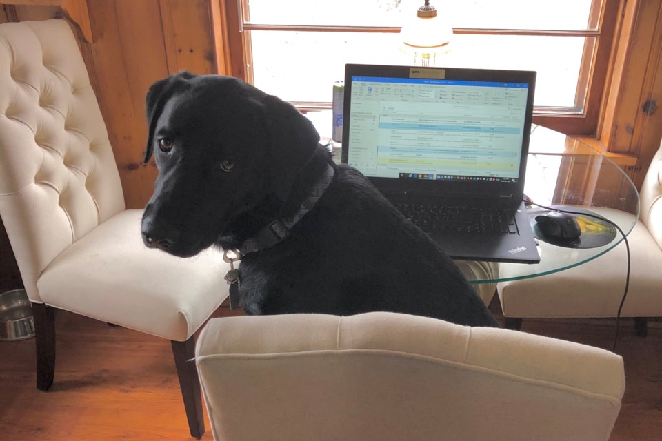 Beau loves working from home. Once he finishes this email, he'll take a break for a quick jaunt around the block. Contributed photo