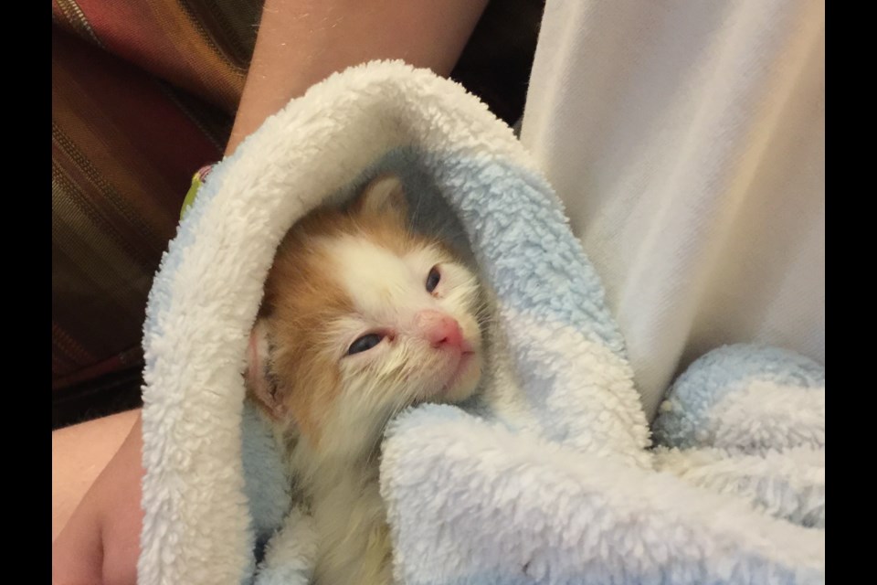 A kitten gets cozy thanks to staff and volunteers from Georgian Triangle Humane Society. 