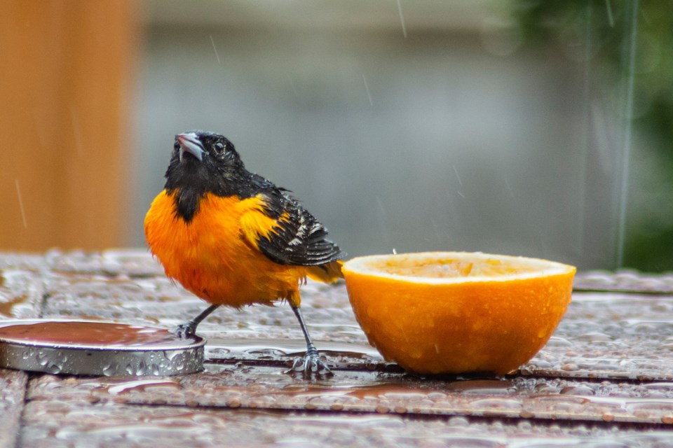 Brilliant orange Orioles are attracted to food of the same colour. Putting out oranges in the early spring will draw the birds to your backyard. Photo contributed by Jon Vopni