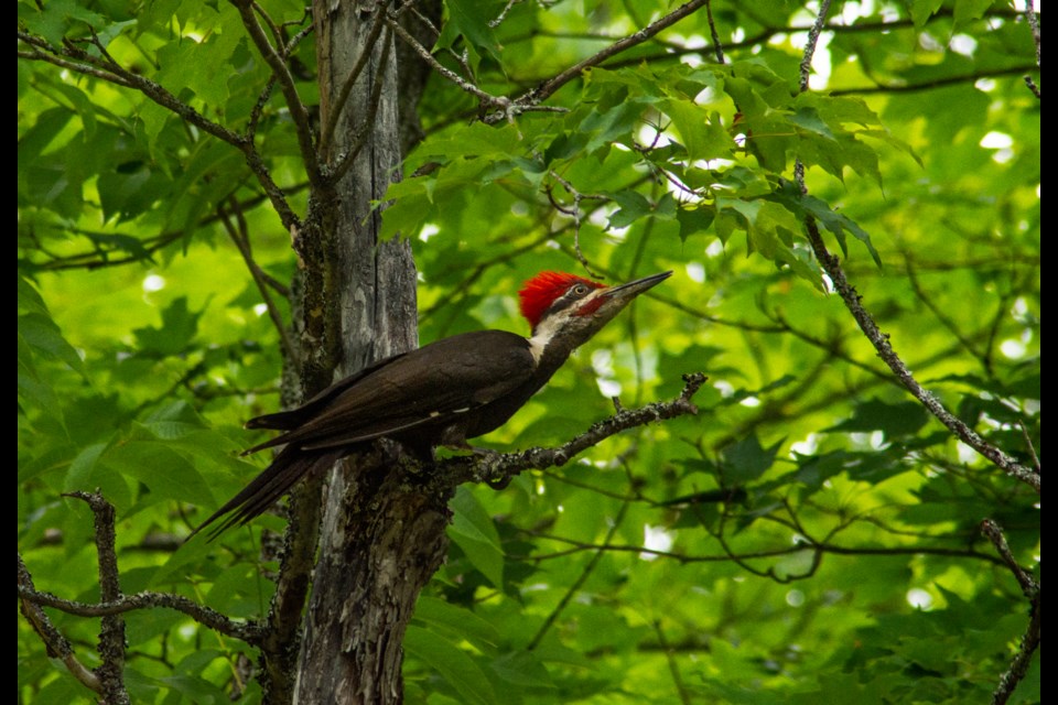 A Pileated Woodpecker drills into a tree looking for insects. Photo contributed by Jon Vopni