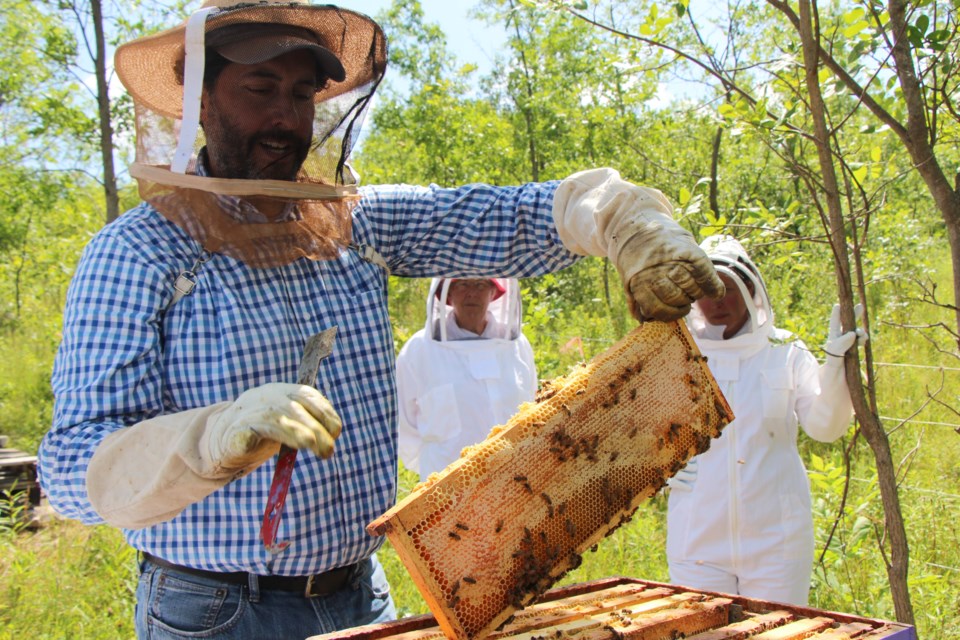 With the help of a mentor, Bertrand began beekeeping three years ago and quickly built up the 20 active honey bee hives he has today. Maddie Johnson for CollingwoodToday