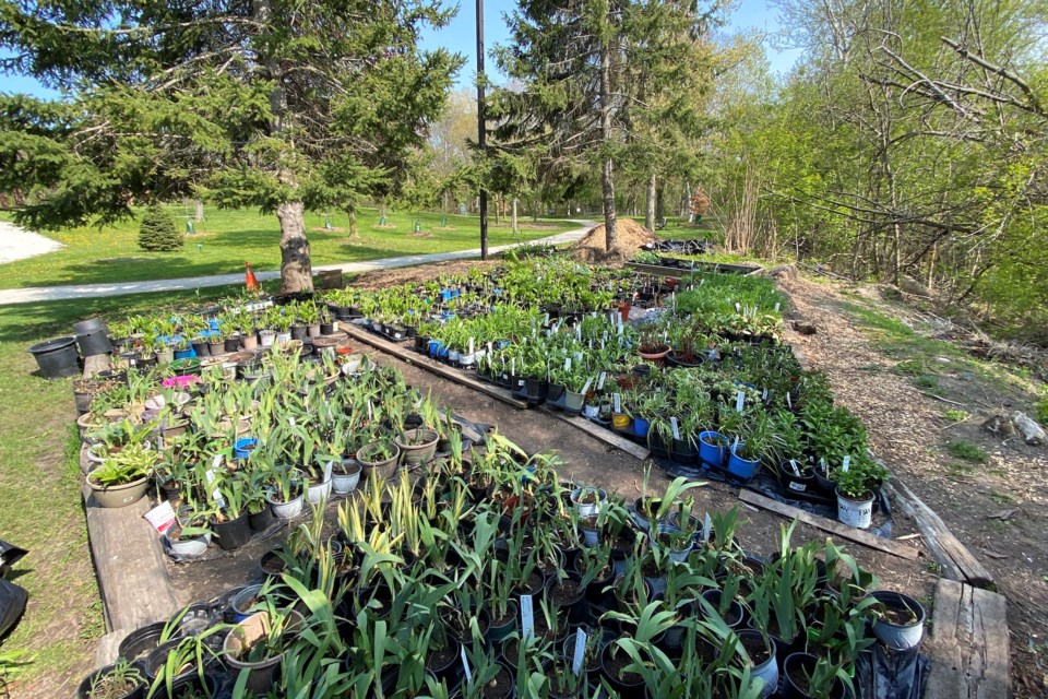 An assortment of plants at the Collingwood Arboretum in preparation for the Collingwood Garden Club's annual plant sale, taking place on June 3.  