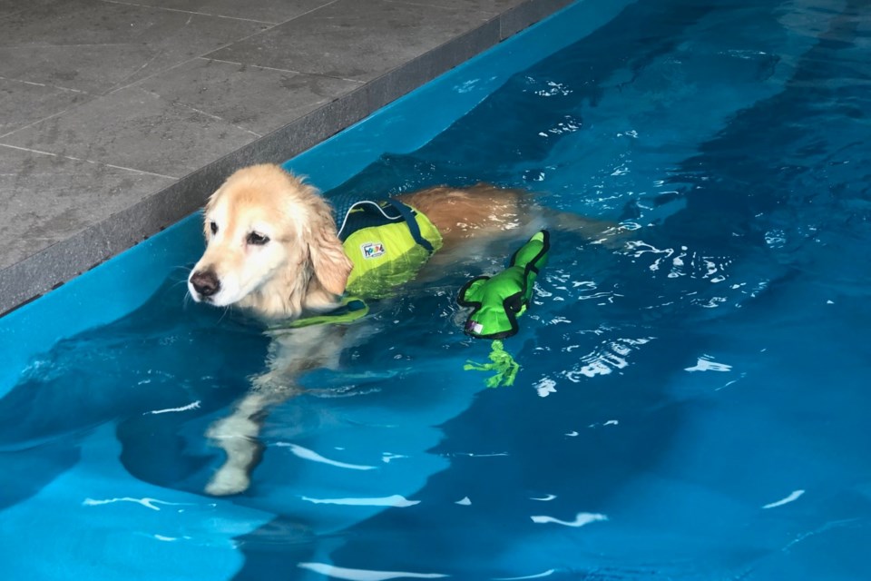 Sydney tests out the pool at the Collingwood Active Pets rehab and hydrotherapy centre at Mountain Vista Veterinary Hospital. 