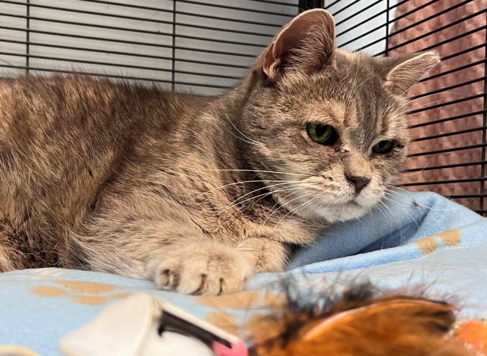 20240523-adopt-me-collingwood