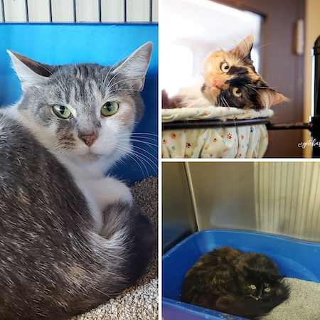 Adopt Me: These cats are looking for work (adopted) - Collingwood News